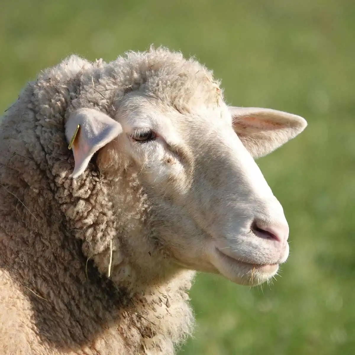 sheep runners sheep runners